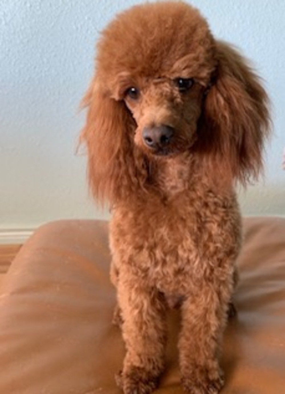 pretty red miniature poodle